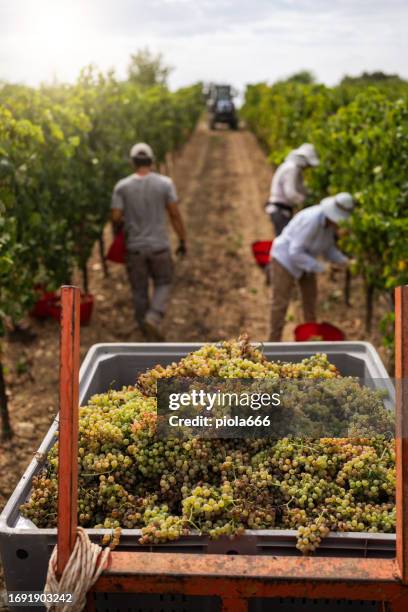 grape harvesting for wine: vendemmia vineyard in italy - grape harvest stock pictures, royalty-free photos & images