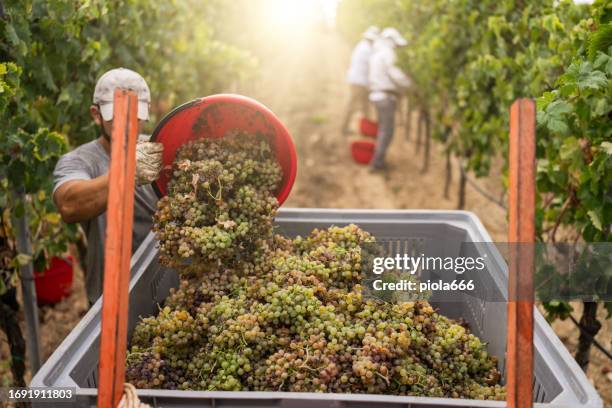 vendemmia per il vino: vigneto vendemmia in italia - fare la raccolta foto e immagini stock