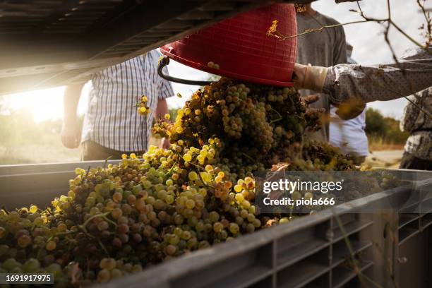 vendemmia per il vino: vigneto vendemmia in italia - masseria foto e immagini stock