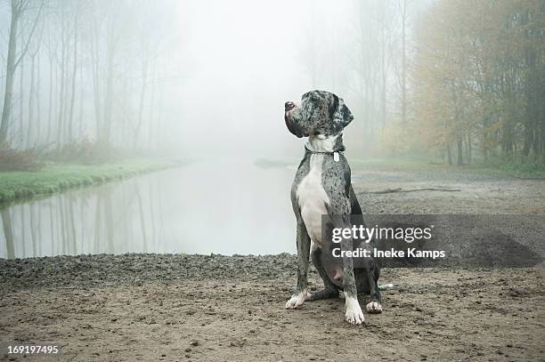 danish dog in misty landscape - great dane stock-fotos und bilder