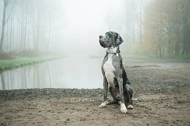 danish dog in misty landscape