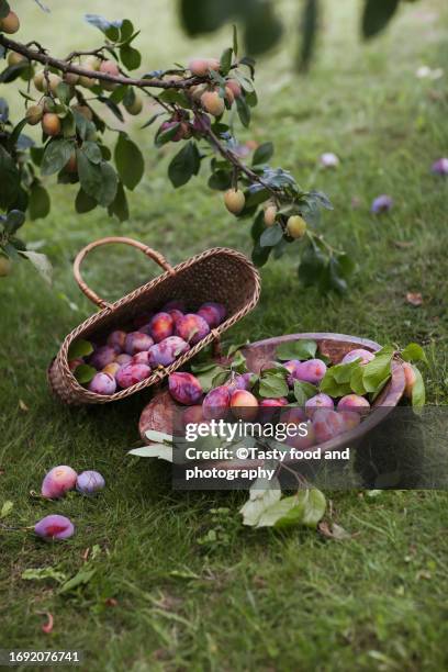 セール！　Basket of Plums Songbook　プラムヴィレッジ 3,052 Plum In A Basket Stock Photos, High-Res Pictures, and Images