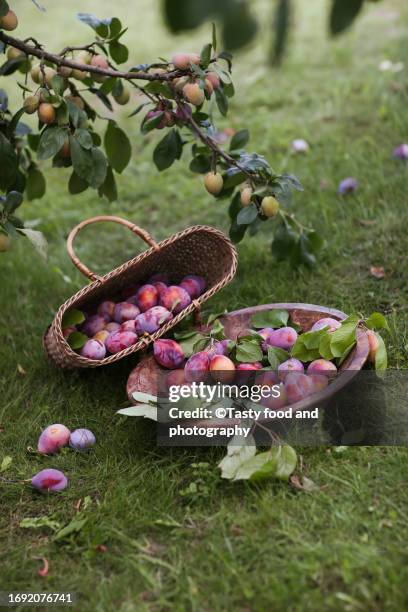 picked plums in the garden - harvesting garden stock pictures, royalty-free photos & images