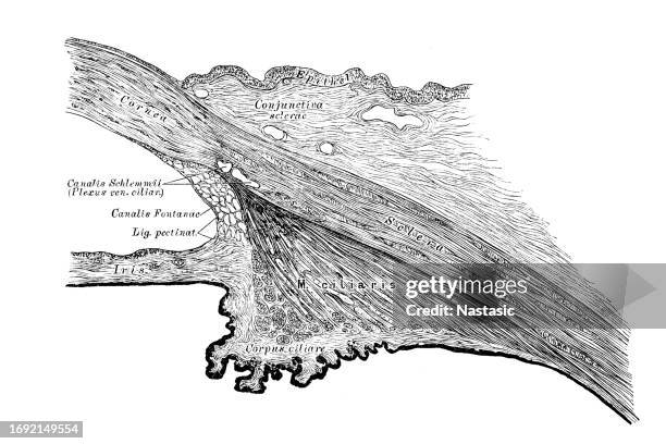 schnitt am übergang von sklera und hornhaut - lederhaut stock-grafiken, -clipart, -cartoons und -symbole