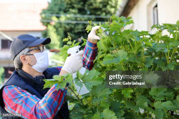 senior farmer protecting plants in the backyard with chemicals - deciduous tree stock pictures, royalty-free photos & images