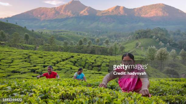tamil pickers collecting tea leaves on plantation, southern india - india tea plantation stock pictures, royalty-free photos & images
