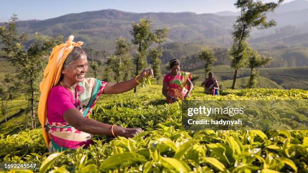 tamil pickers collecting tea leaves on plantation, southern india - munnar stockfoto's en -beelden