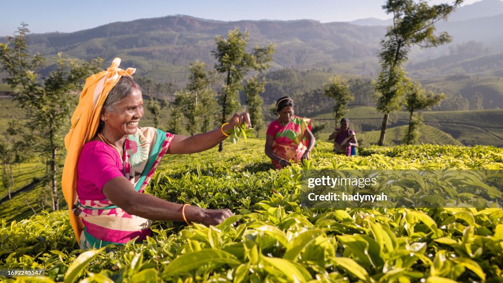 Tamil pickers collecting tea leaves on plantation, Southern India