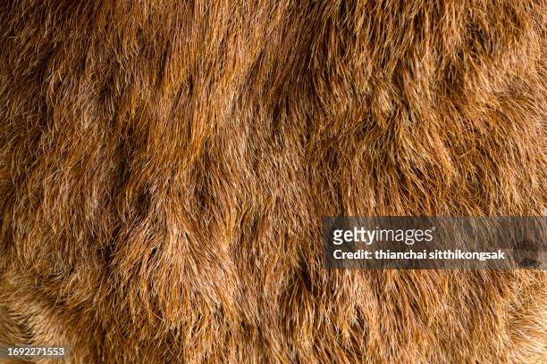 animal skin texture for backgrounds and patterns. - animal skin rug stock-fotos und bilder