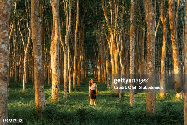 woman standing among rubber trees on plantation - gummiträd bildbanksfoton och bilder