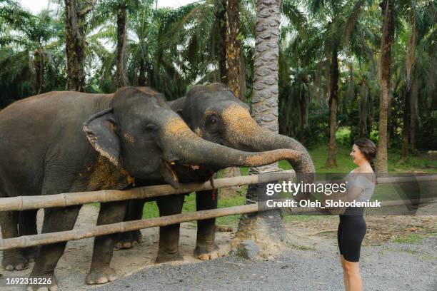 woman feeding two elephants with fruits in sanctuary - reserva animal imagens e fotografias de stock
