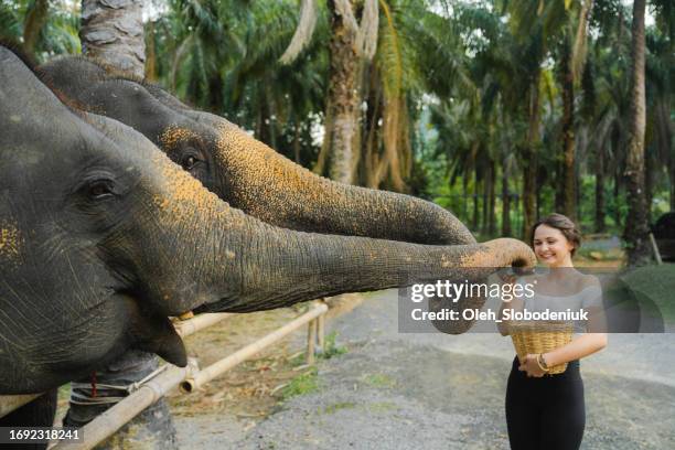 woman feeding two elephants with fruits in sanctuary - pachyderm stock pictures, royalty-free photos & images