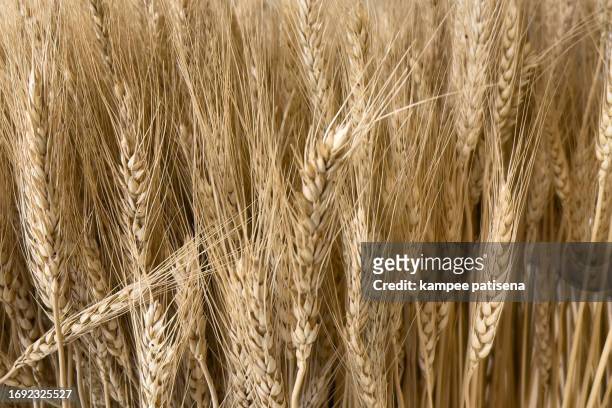 wheat close-up - organic grain texture macro - loss of habitat stock pictures, royalty-free photos & images