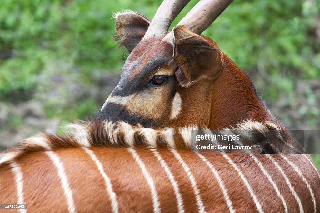 Bongo