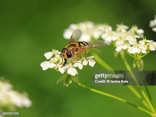 hoverfly on cow parsley - hoverfly stock pictures, royalty-free photos & images