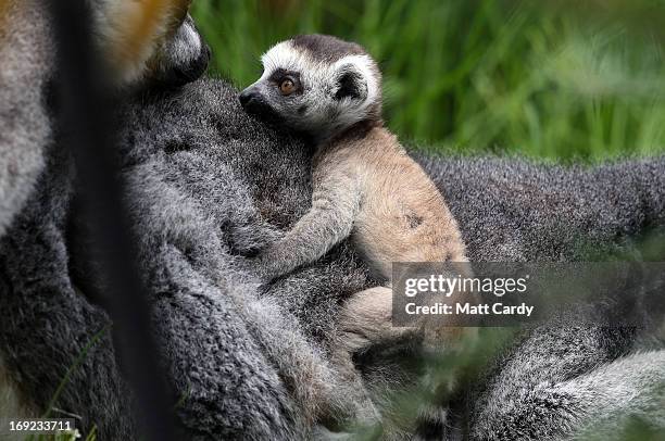 Newborn ring-tailed lemur Rascal is carried by its mother Roxy at Bristol Zoo Gardens on May 22, 2013 in Bristol, England. The two-week old is one of...