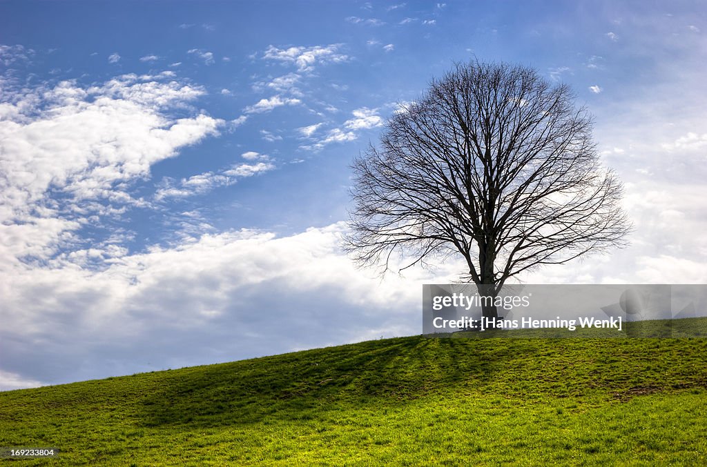 Solitaire Tree on a Green Hill