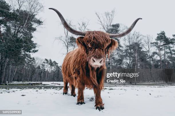 scottish highlander cattle in the snow during in a forest - beef cattle stock pictures, royalty-free photos & images