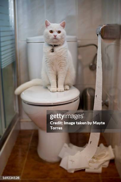 Cat Games, Foto de stock