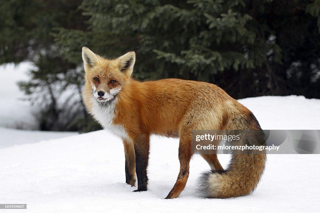 Red Fox