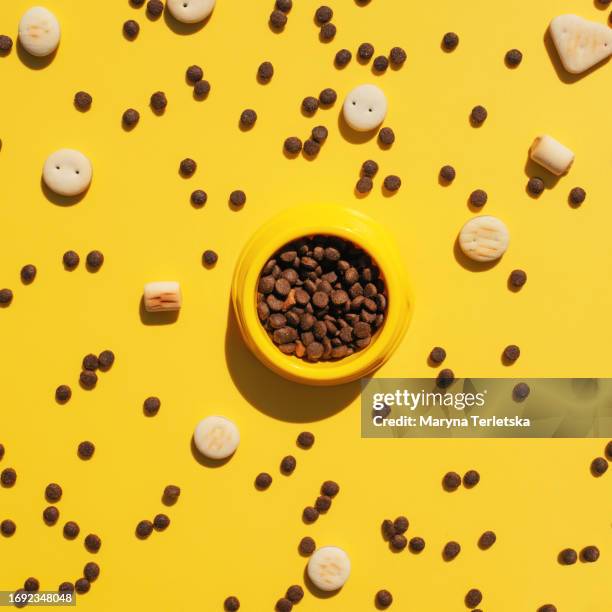 animal food and accessories. food bowl. pets cats and dogs. diet for animals. pet shop. veterinarian. pet care. - veterinarian background stock pictures, royalty-free photos & images