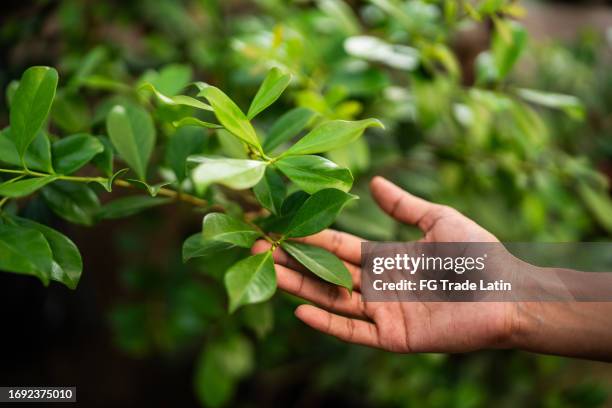 primer plano de un pueblo tocando una planta en el jardín - centro de jardinería fotografías e imágenes de stock