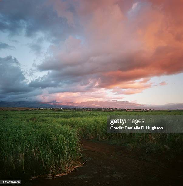 sunset over sugarcane fields - sugar cane field stock-fotos und bilder