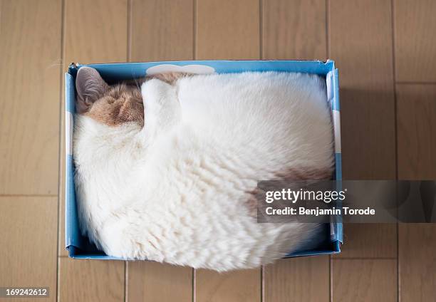 perfect fit - cat in box stock pictures, royalty-free photos & images