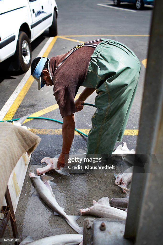 Fishworker washing small sharks at fishmarket