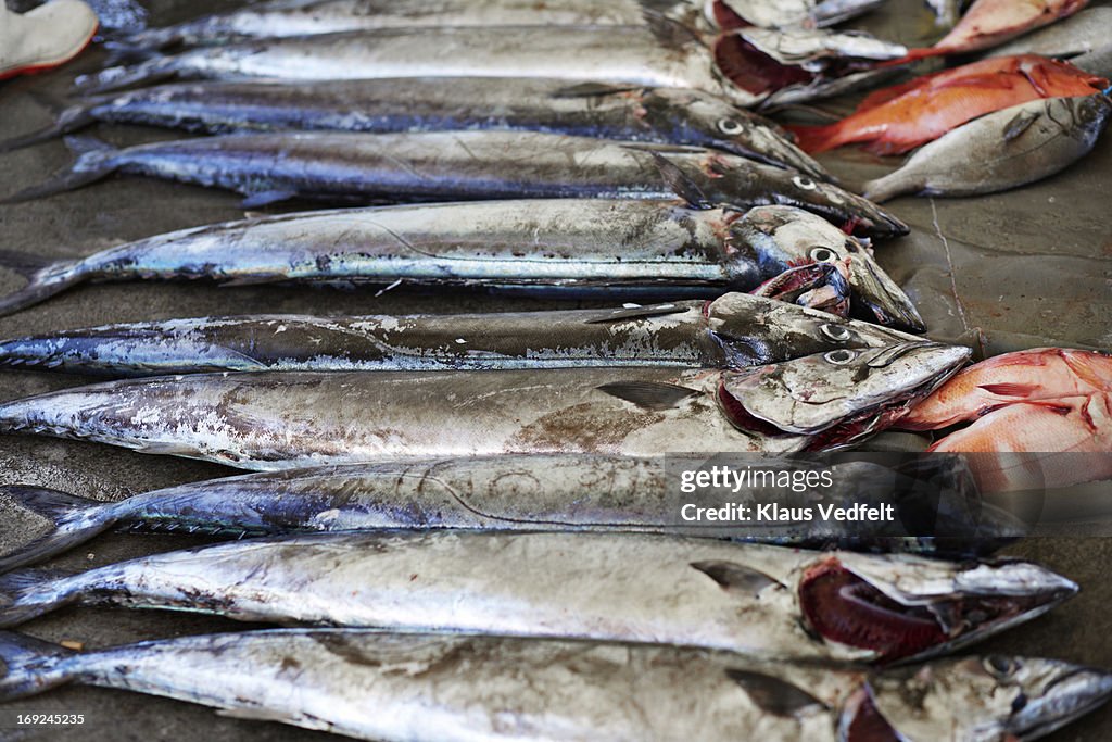 Pile of fish at fish market