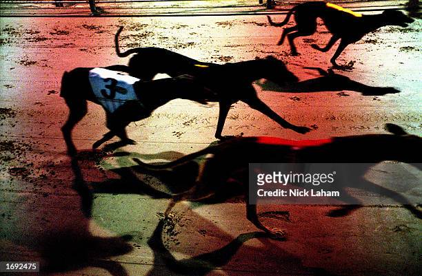 General view of greyhounds competing in race three during the Monday race night held at Wentworth Park Racing Track in Sydney, Australia on 15th...