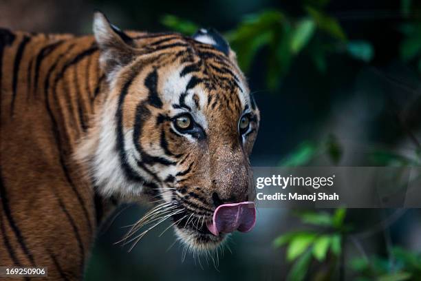 malayan tiger - malayan tiger stock pictures, royalty-free photos & images