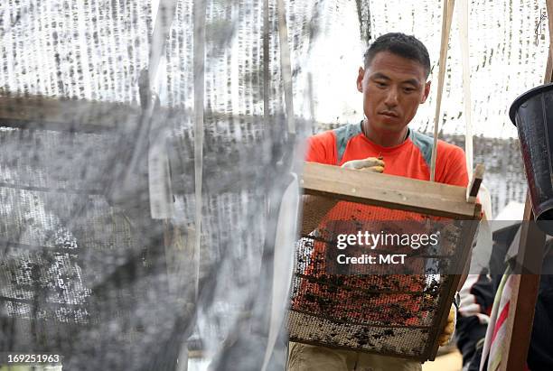 Capt. Jessie Lee sifts through soil, looking for remains of a missing American Marine from the Vietname War at a JPAC dig site near Ta Oy, Laos on...