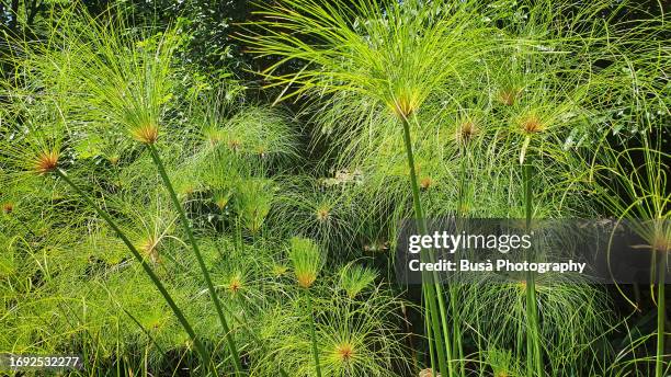 papyrus plants - cyperaceae stock pictures, royalty-free photos & images