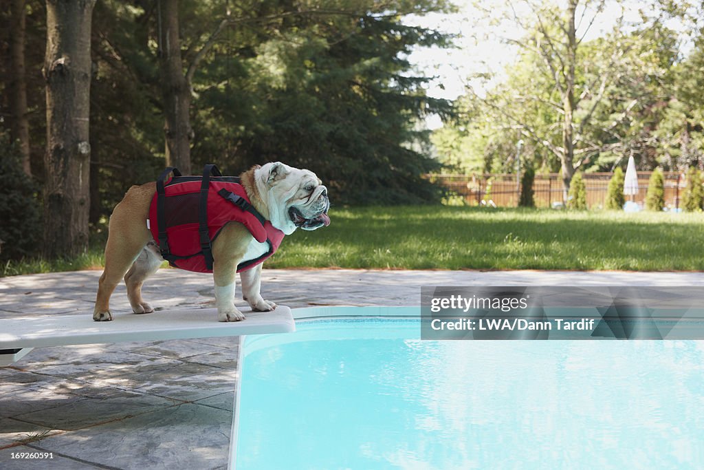 Dog standing at edge of diving board