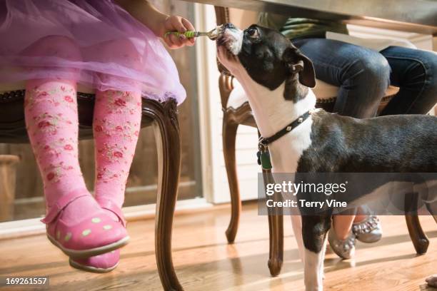 girl giving dog food under table - dog eats out girl photos et images de collection