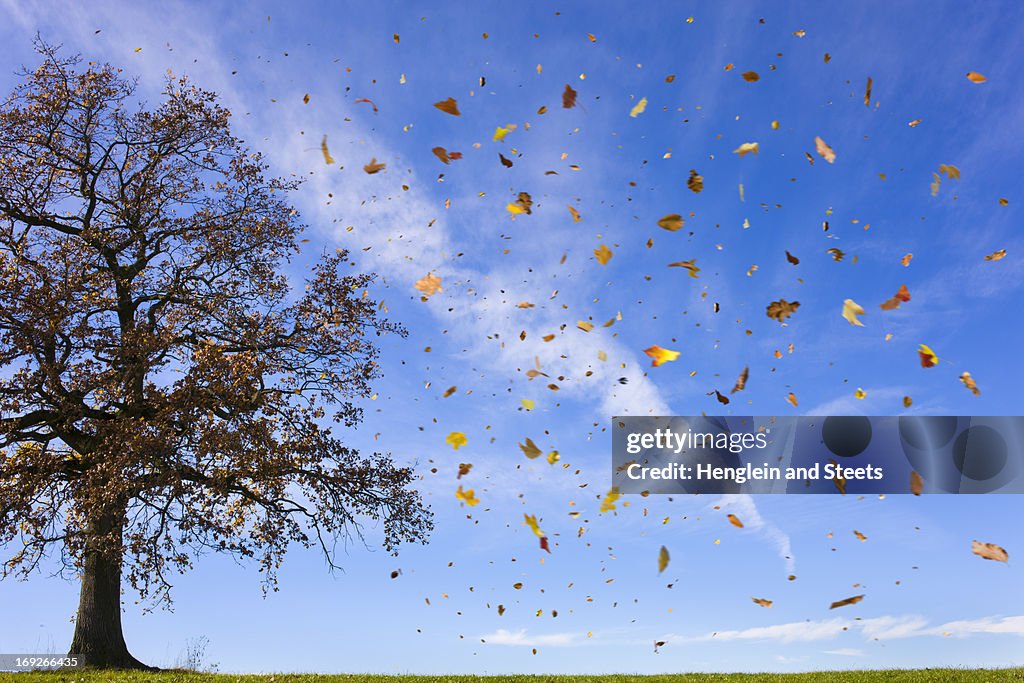 Autumn leaves flying in rural field