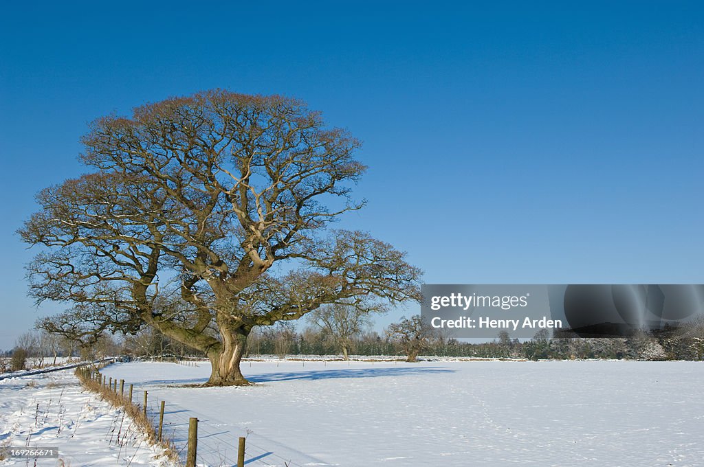 Tree growing in snowy rural field
