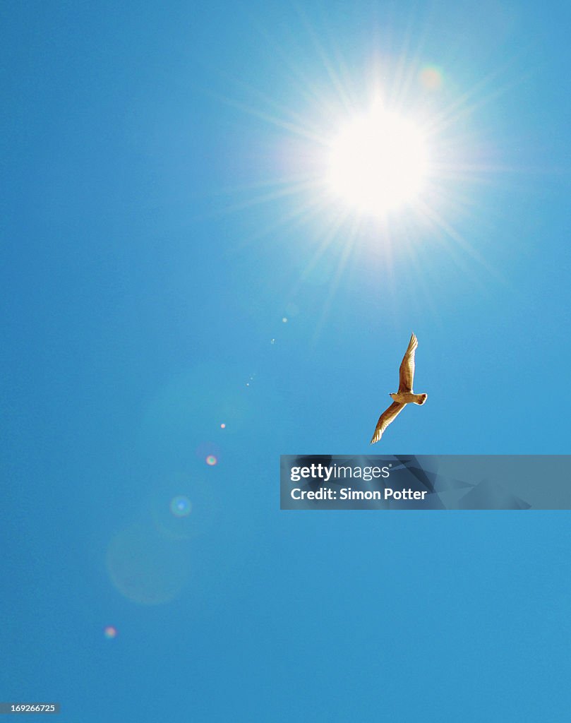 Bird flying in blue sky