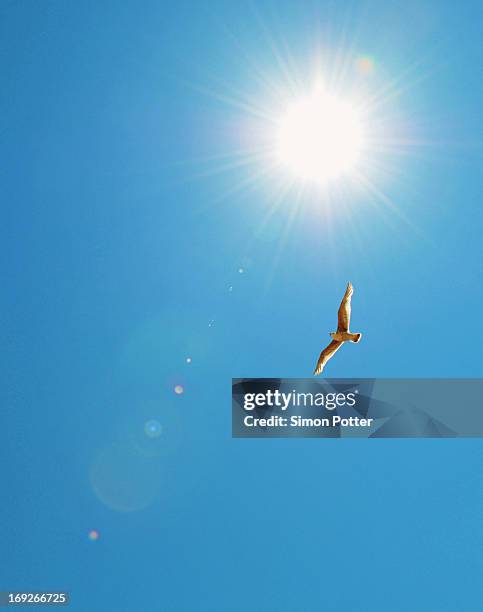 bird flying in blue sky - directly below stock pictures, royalty-free photos & images