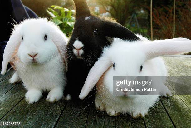 rabbits sitting on wooden deck - gedomesticeerde dieren stockfoto's en -beelden