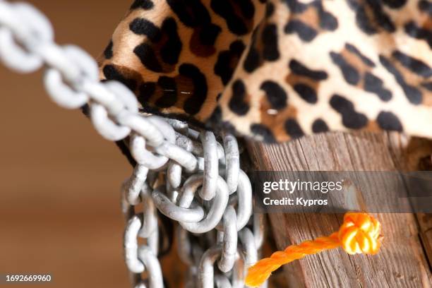 Chain Restraining Device 143 Restraining Tools Stock Photos, High-Res Pictures, and Images ...