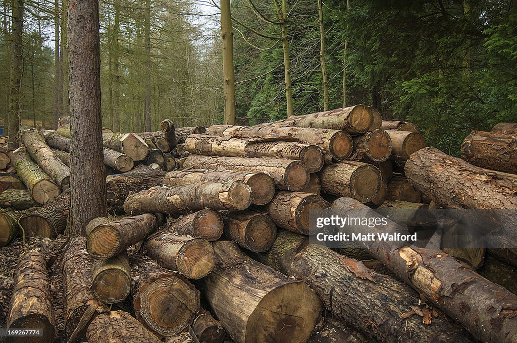 Pile of cut logs in forest