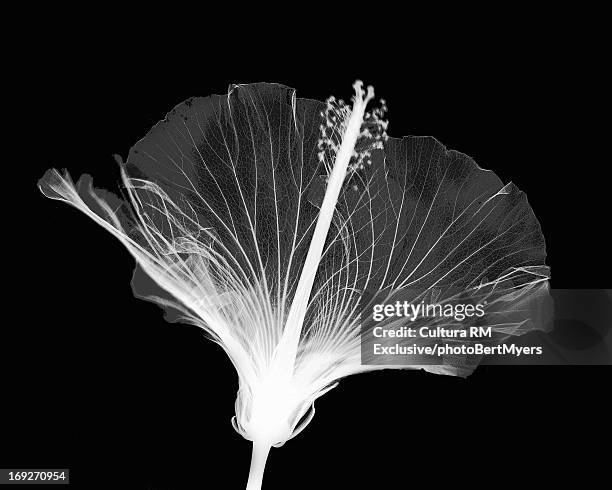 inverted image of hibiscus flower - photogramm stock-fotos und bilder