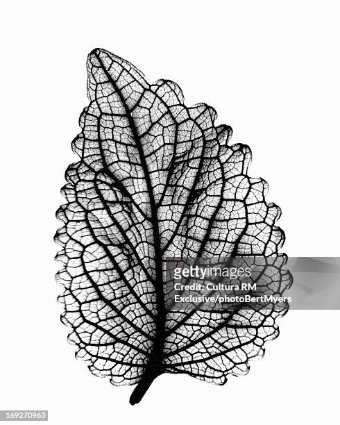 x-ray image of coleus leaf - flower x ray stock pictures, royalty-free photos & images