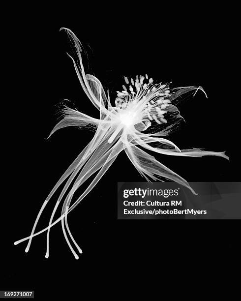 inverted image of columbine flower - photogramm stock-fotos und bilder