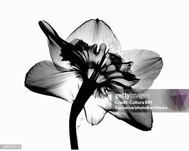 x-ray image of daffodil flower - daffodil ストックフォトと画像