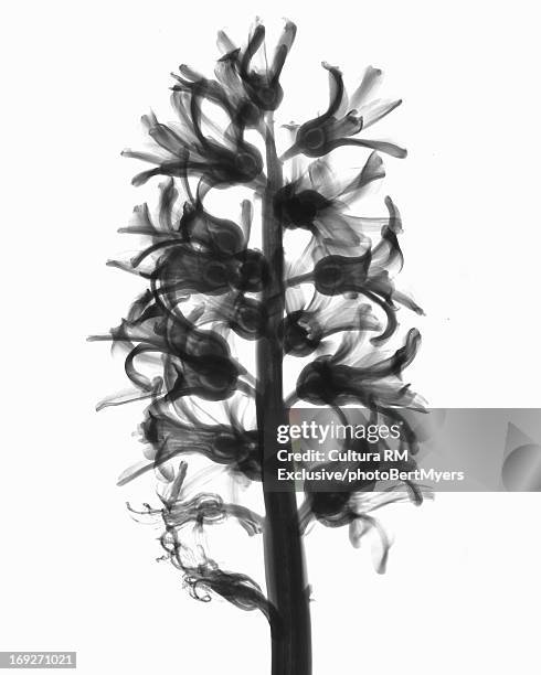 x-ray image of hyacinth flower - photogramm stock-fotos und bilder