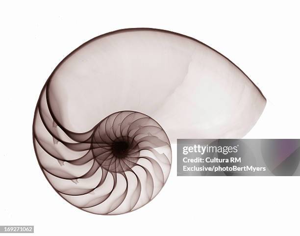 x-ray image of nautilus seashell - nautilus - fotografias e filmes do acervo