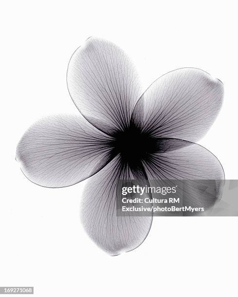 x-ray image of plumeria flower - xray photography stock pictures, royalty-free photos & images